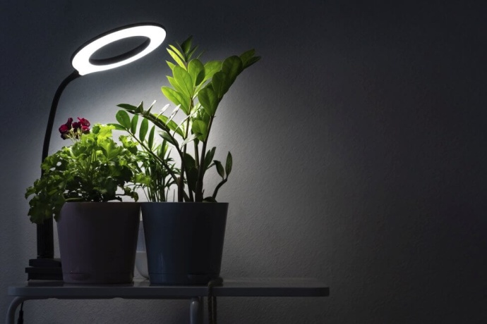 Vasos com plantas iluminadas por candeeiro