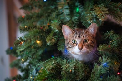 Cat inside the Christmas tree Cat inside the Christmas tree