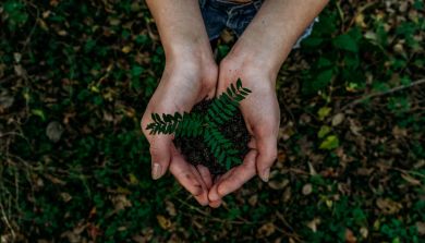 Hands together supporting the root of a plant Hands together supporting the root of a plant